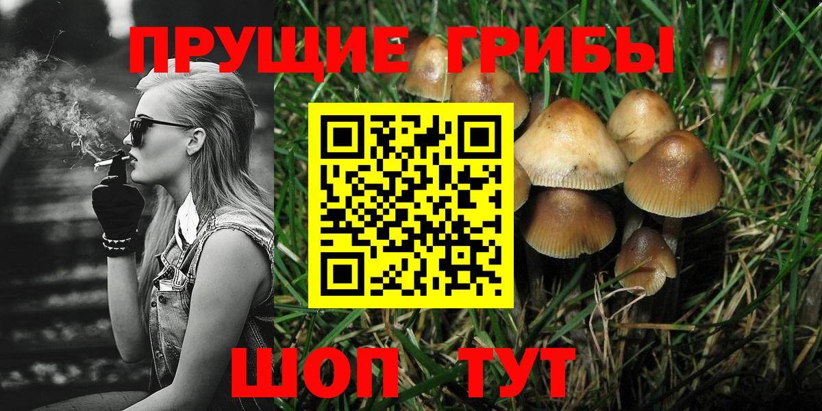 Псилоцибиновые грибы Psilocybe Кольчугино